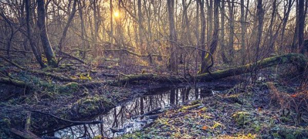 Sun setting in a dense woodland forest area with many trees, with flood water in foreground and old dead trees lying around, with a moody atmosphere and hazy sunshine, at Antrim, Northern Ireland